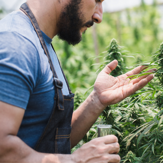 The Quality Factor: Why Pre-Rolls Matter for Consumers